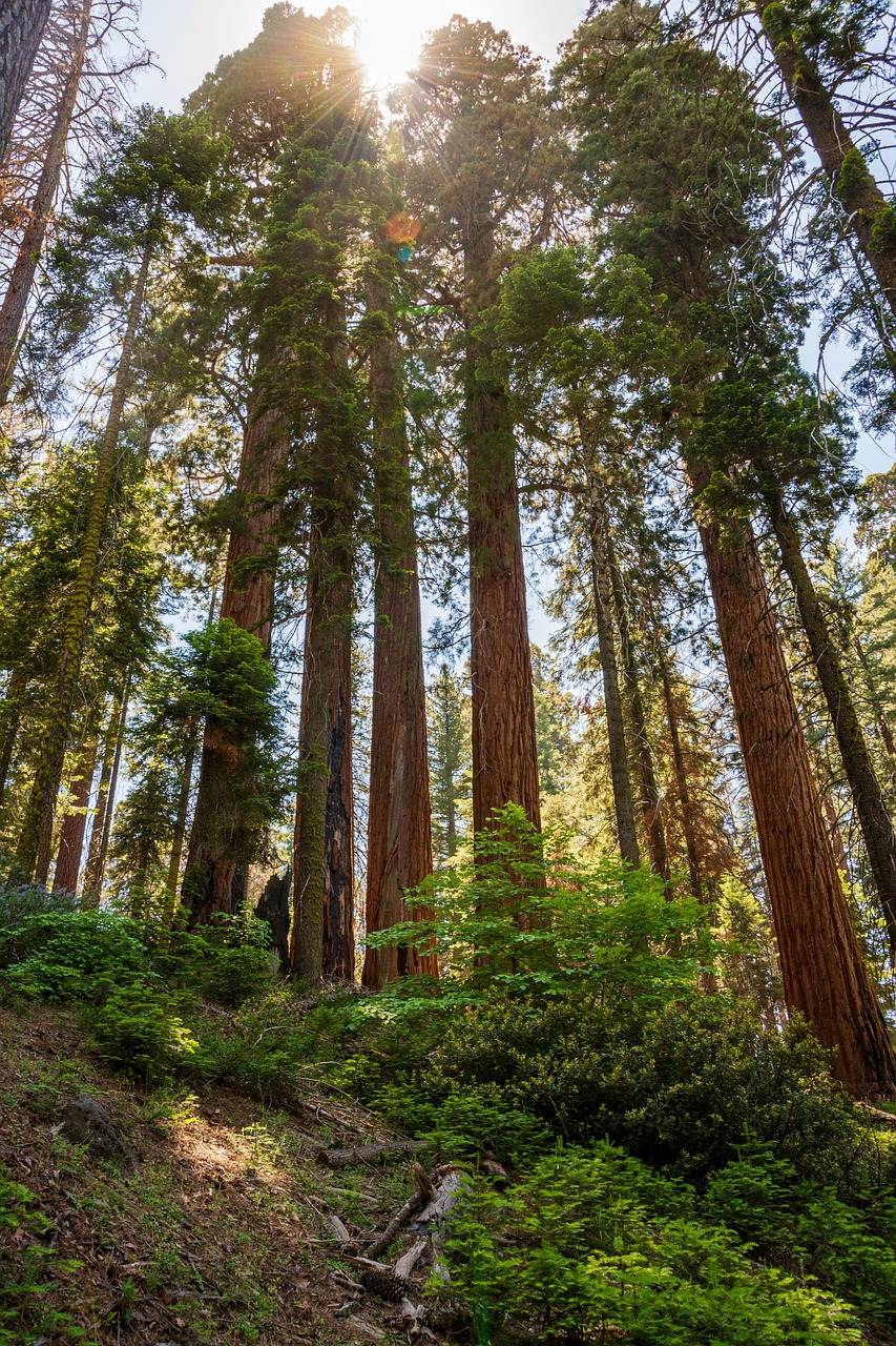 arbres-sequoia-détente-nature-paysage